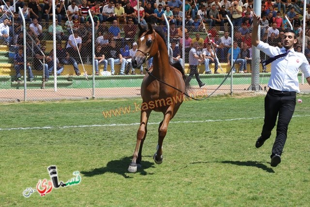 كفرقرع تحتضن مهرجان الربيع لجمال الخيول العربية ال٢١